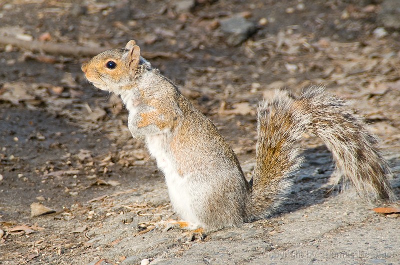 usa-0011.jpg - Squirrel