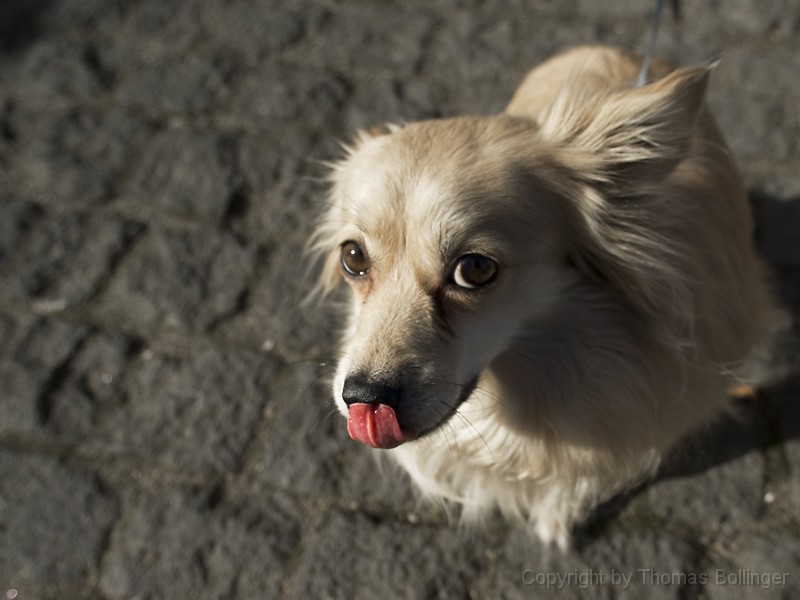 _IGP8472x.jpg - Lecker Pentax