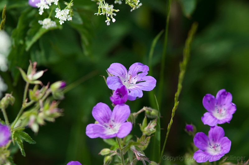 entw-0256.jpg - noch Plümchen