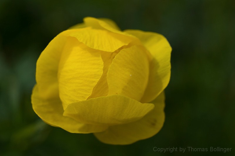 entw-0265.jpg - und noch ein Plümchen - auch nicht essbar