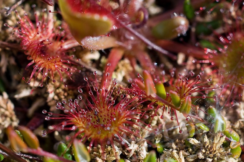 entw-0292.jpg - noch Sonnentau