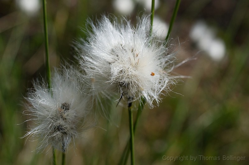 entw-0298.jpg - Wollgras 2