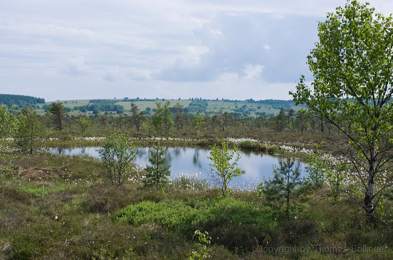 entw-0301.jpg - Mohrauge mit Wollgrasrahmen