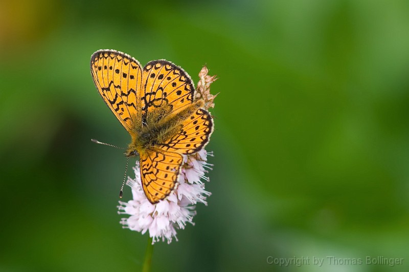entw-0314.jpg - Hochmoor-Perlmutterfalter