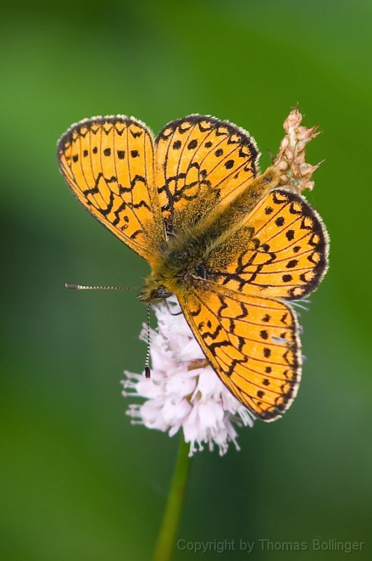 entw-0318.jpg - Hochmoor-Perlmutterfalter