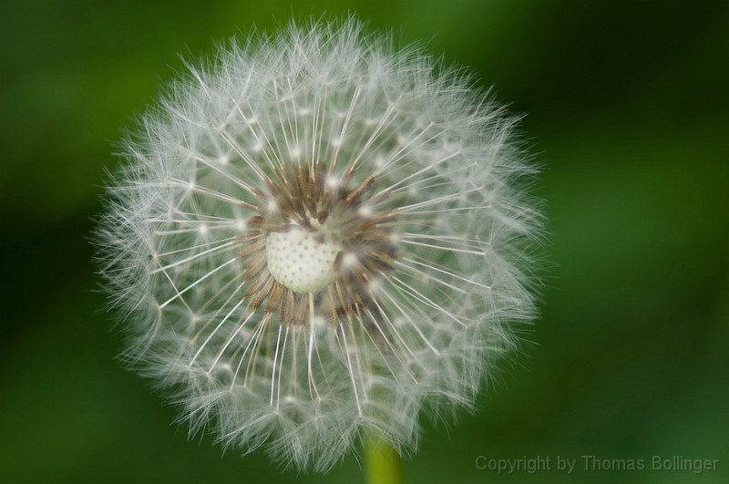 entw-0323.jpg - Pusteblume, Samen des Pissenlit.